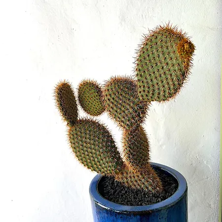 ヴィラ Casa Mialma Lanzarote